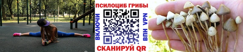 KRAKEN ССЫЛКА  Карачев  Галлюциногенные грибы Magic Shrooms 